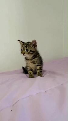 kittens for sale - Photo 6
