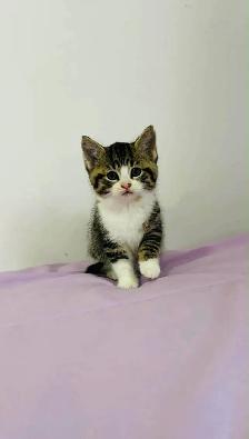 kittens for sale - Photo 7