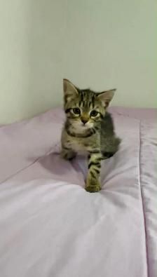 kittens for sale - Photo 8