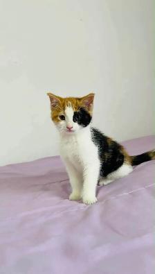kittens for sale - Photo 9