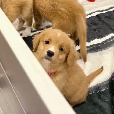 Foster To Adopt Nova Scotia Duck Tolling Retriever
