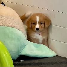 Foster To Adopt Nova Scotia Duck Tolling Retriever - Photo 3