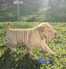Shar Pei Puppies sale