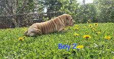 Shar Pei Puppies sale - Photo 2