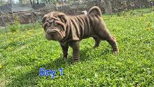 Shar Pei Puppies sale - Photo 3