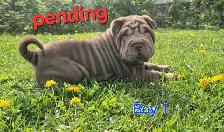Shar Pei Puppies sale - Photo 4