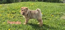 Shar Pei Puppies sale - Photo 5
