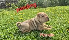 Shar Pei Puppies sale - Photo 6