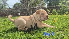 Shar Pei Puppies sale - Photo 7