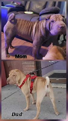 Shar Pei Puppies sale - Photo 8