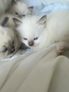 GORGEOUS BABY BICOLOR WHITEMITTED RAGDOLLS!! - Photo 10