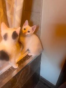4 Beautiful Kittens - Photo 2