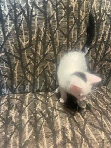 4 Beautiful Kittens - Photo 3