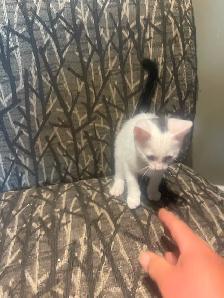 4 Beautiful Kittens - Photo 4