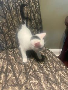 4 Beautiful Kittens - Photo 5