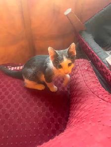4 Beautiful Kittens - Photo 6