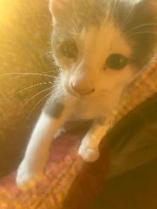 4 Beautiful Kittens - Photo 7