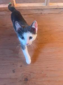 4 Beautiful Kittens - Photo 8
