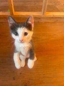 4 Beautiful Kittens - Photo 9