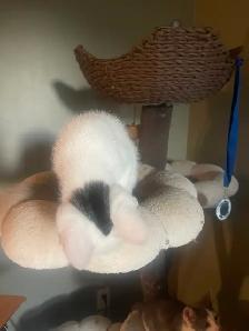 4 Beautiful Kittens - Photo 10