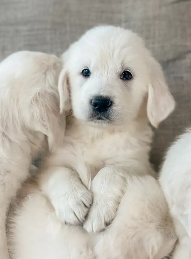CKC Golden Retrievers