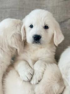 CKC Golden Retrievers