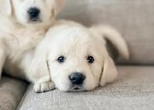 CKC Golden Retrievers - Photo 2