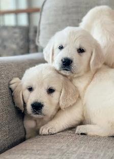 CKC Golden Retrievers - Photo 3
