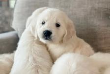 CKC Golden Retrievers - Photo 4