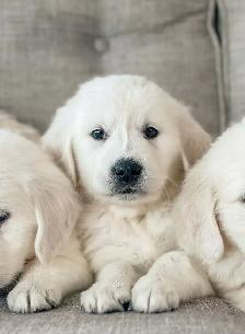 CKC Golden Retrievers - Photo 5
