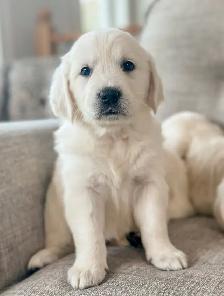 CKC Golden Retrievers - Photo 6