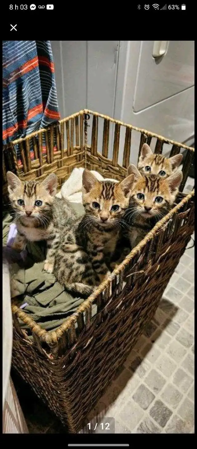 Chatons Bengals pure race