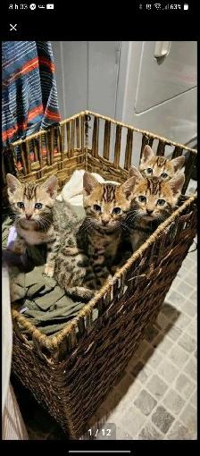 Chatons Bengals pure race