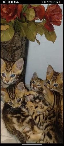 Chatons Bengals pure race - Photo 2