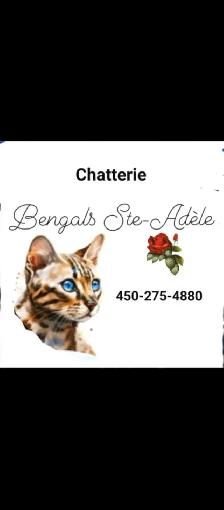 Chatons Bengals pure race - Photo 3