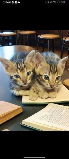 Chatons Bengals pure race - Photo 4