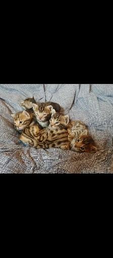 Chatons Bengals pure race - Photo 5