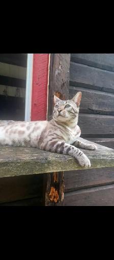 Chatons Bengals pure race - Photo 6