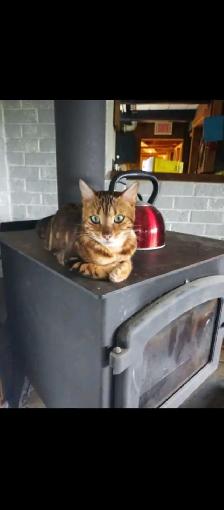 Chatons Bengals pure race - Photo 7