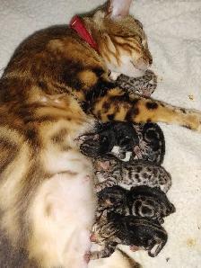 Chatons Bengals pure race - Photo 8