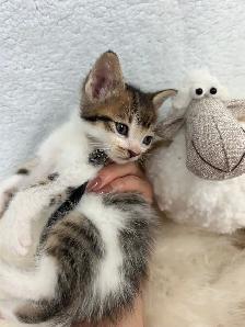 ❤️ Bengal/Siberian kittens ❤️(437) 292-1163 - Photo 3