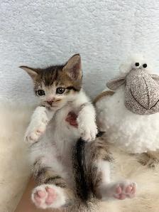 ❤️ Bengal/Siberian kittens ❤️(437) 292-1163 - Photo 4