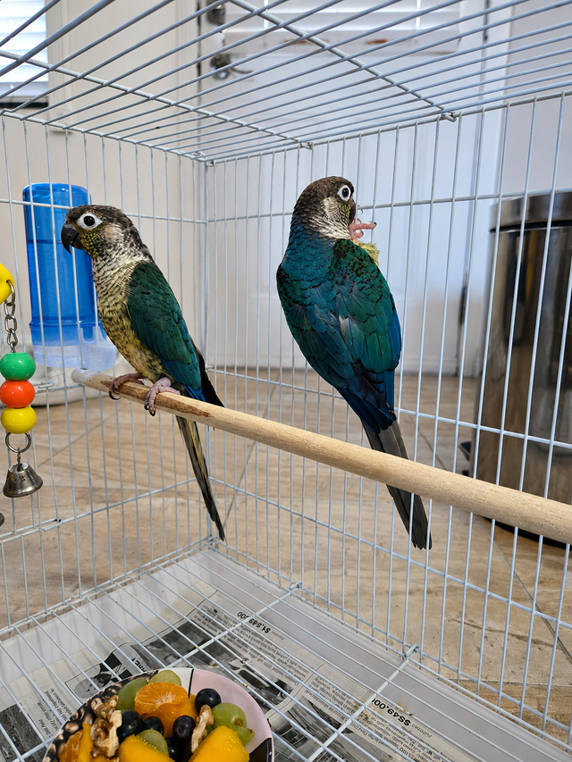 Breeding Pair of Conures