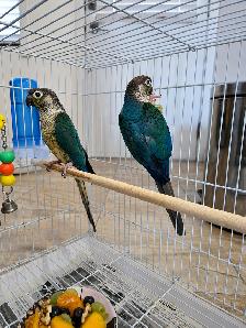 Breeding Pair of Conures