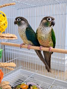 Breeding Pair of Conures - Photo 2