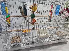 Breeding Pair of Conures - Photo 3