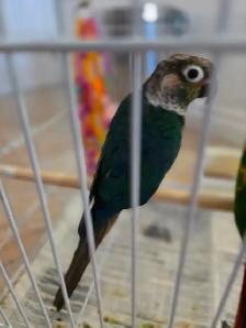 Breeding Pair of Conures - Photo 4