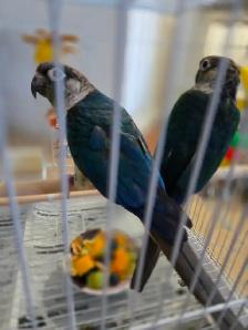 Breeding Pair of Conures - Photo 5