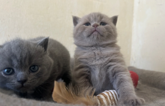 Purebred kittens for rehoming
