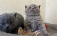 Purebred kittens for rehoming
